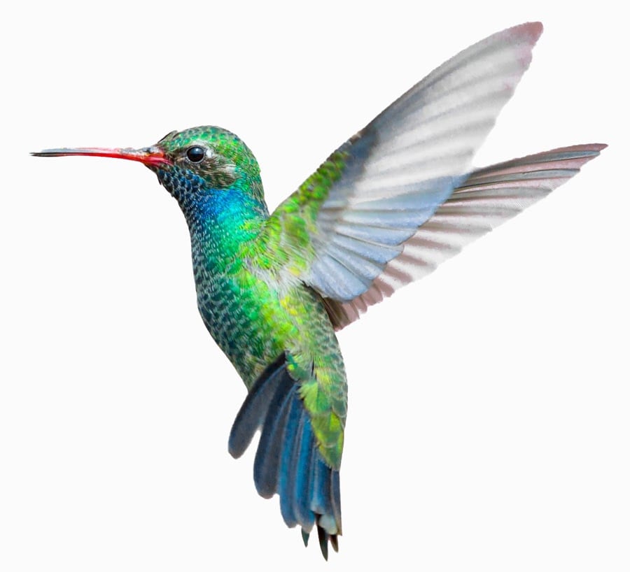A vibrant green and blue hummingbird with a red-tipped beak hovers mid-air with its wings spread.