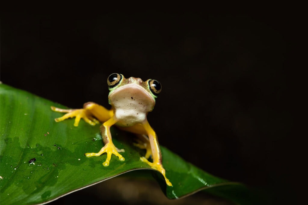 A small tree frog with bright yellow legs sits on a green leaf, staring directly forward against a dark, blurred background.