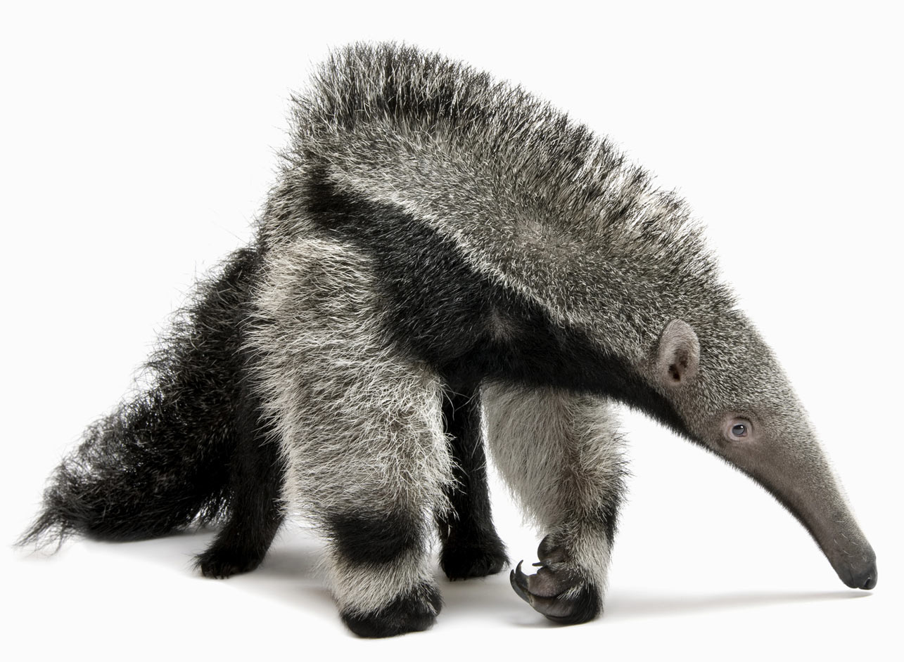 A giant anteater with a long snout, bushy tail, and shaggy black-and-gray fur standing on all fours against a white background.