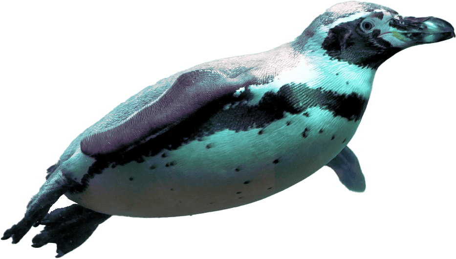 A penguin swims gracefully underwater, surrounded by a serene aquatic environment with light filtering through.