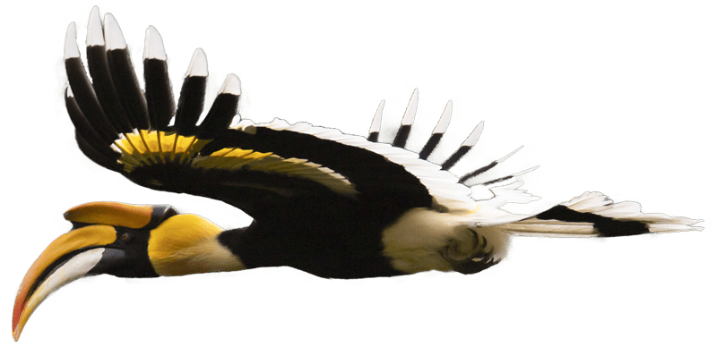 A great hornbill in flight, showcasing its vibrant yellow casque, black and white wings, and curved beak against a blurred green forest background.