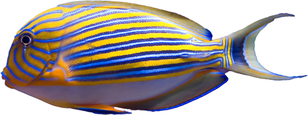 A brightly colored royal blue tang fish with striking yellow and blue horizontal stripes swims gracefully in an aquarium, against a backdrop of coral and blurred underwater elements.
