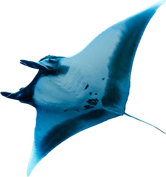 A serene underwater scene featuring a graceful manta ray gliding through the deep blue ocean, surrounded by soft light filtering through the water.