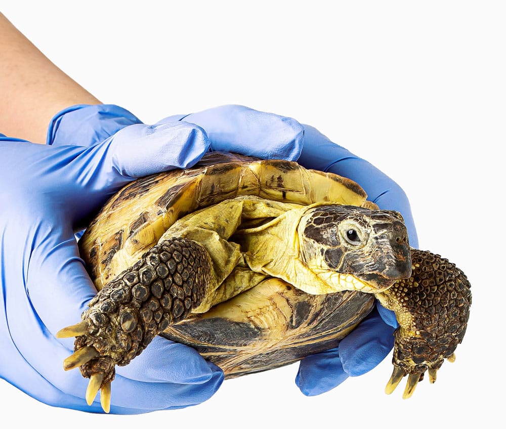A veterinarian wearing blue gloves gently holds a tortoise, showcasing its textured shell and scales as it peeks out from its protective covering.