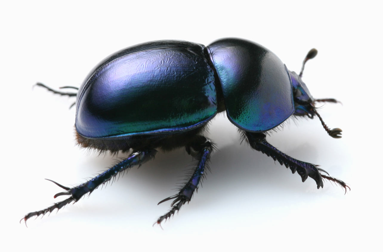 A glossy dung beetle with an iridescent blue sheen stands out against a white background.