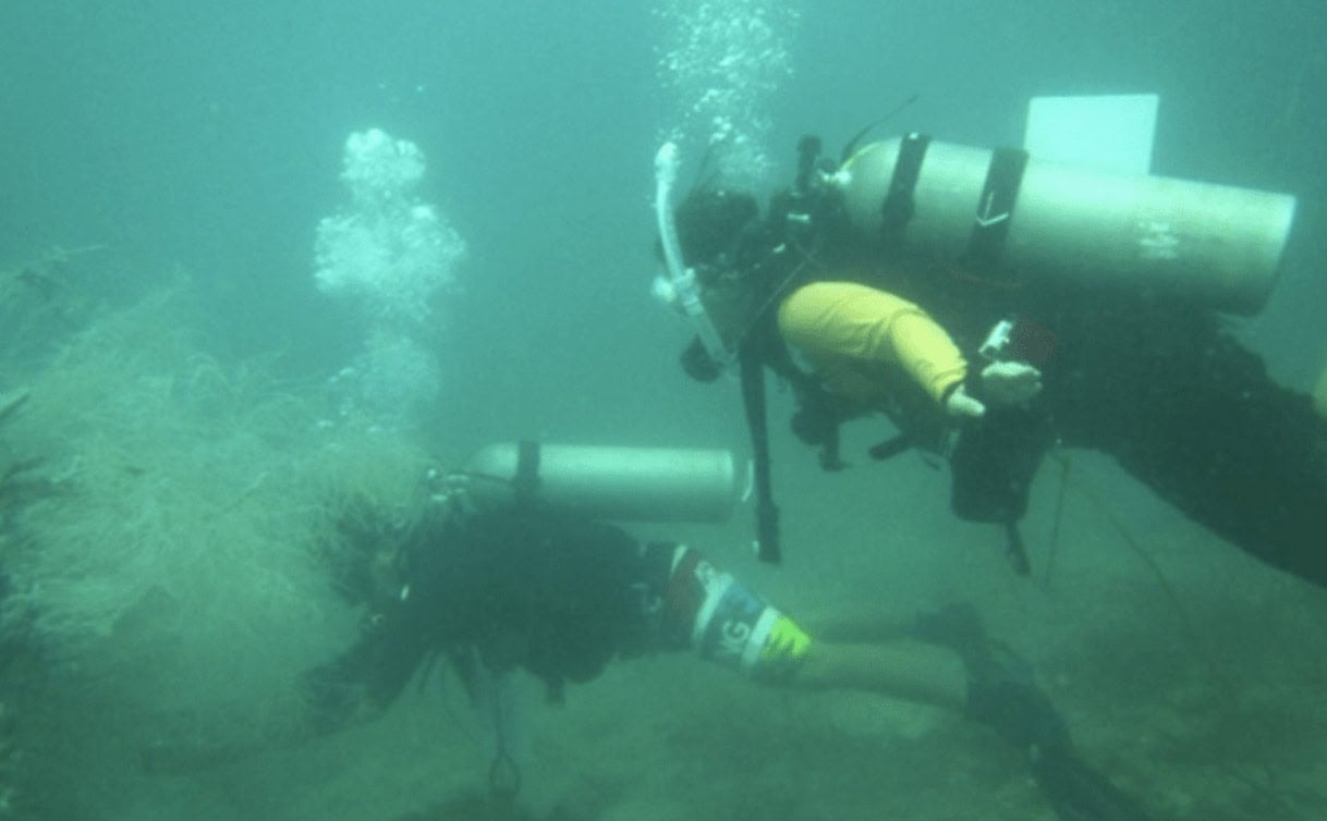 Two divers with scuba gear are underwater, exploring a murky environment. One is wearing a wetsuit with a brightly colored yellow sleeve, and both are equipped with oxygen tanks, swimming near aquatic vegetation.
