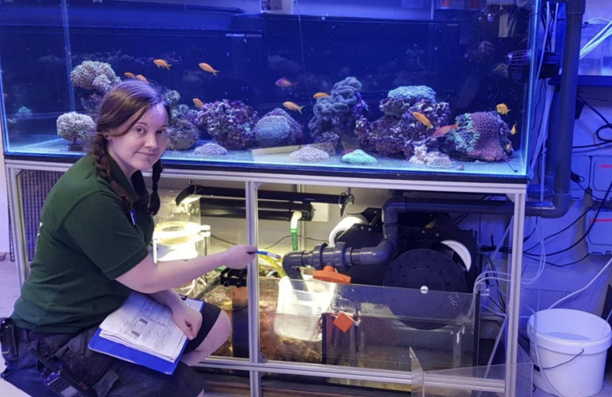 A person wearing a green shirt kneels beside a large marine aquarium filled with coral and vibrant orange fish, holding a clipboard and a tool to adjust the equipment beneath the tank.