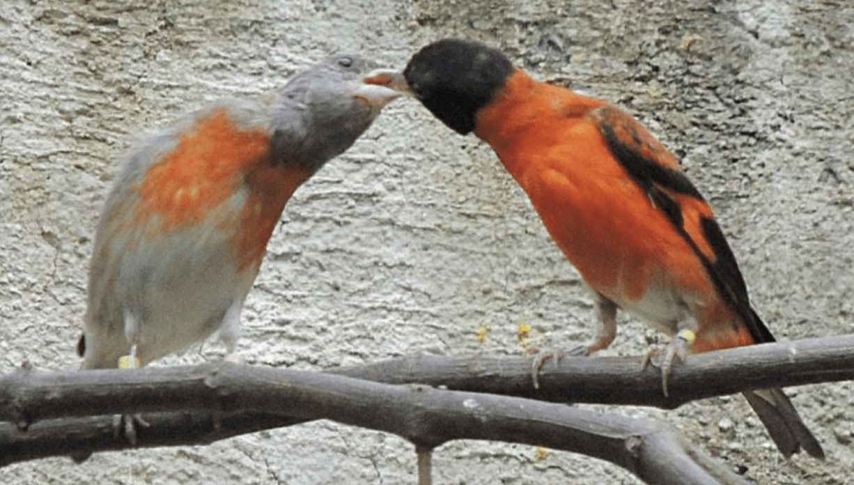 Two birds, one gray and one red with black markings, share a close interaction while perched on a branch.