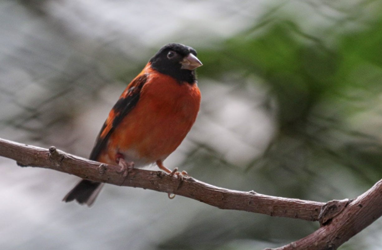 A vibrant bird with red and black plumage perches on a branch against a blurred background.