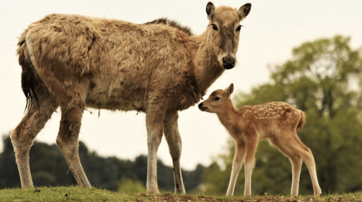 An adult deer stands protectively beside a young fawn with a spotted coat, both outdoors on a grassy area with blurred trees in the background.