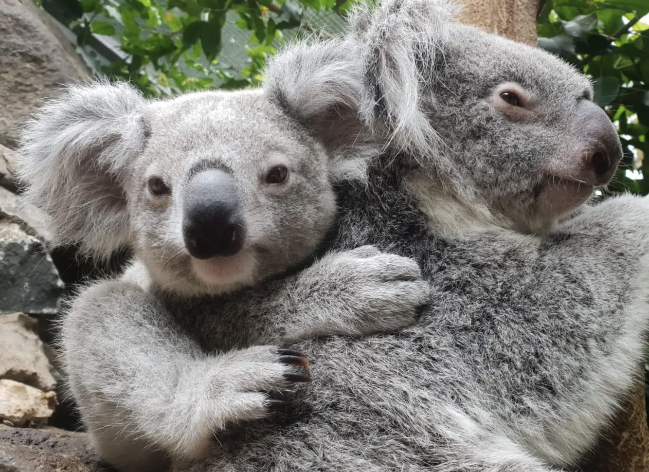 A young koala clings closely to an adult koala, nestled together in a leafy environment.