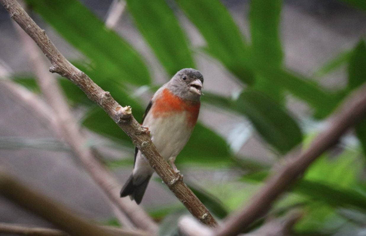 A small bird with gray, white, and red-orange plumage perches on a branch surrounded by green foliage.
