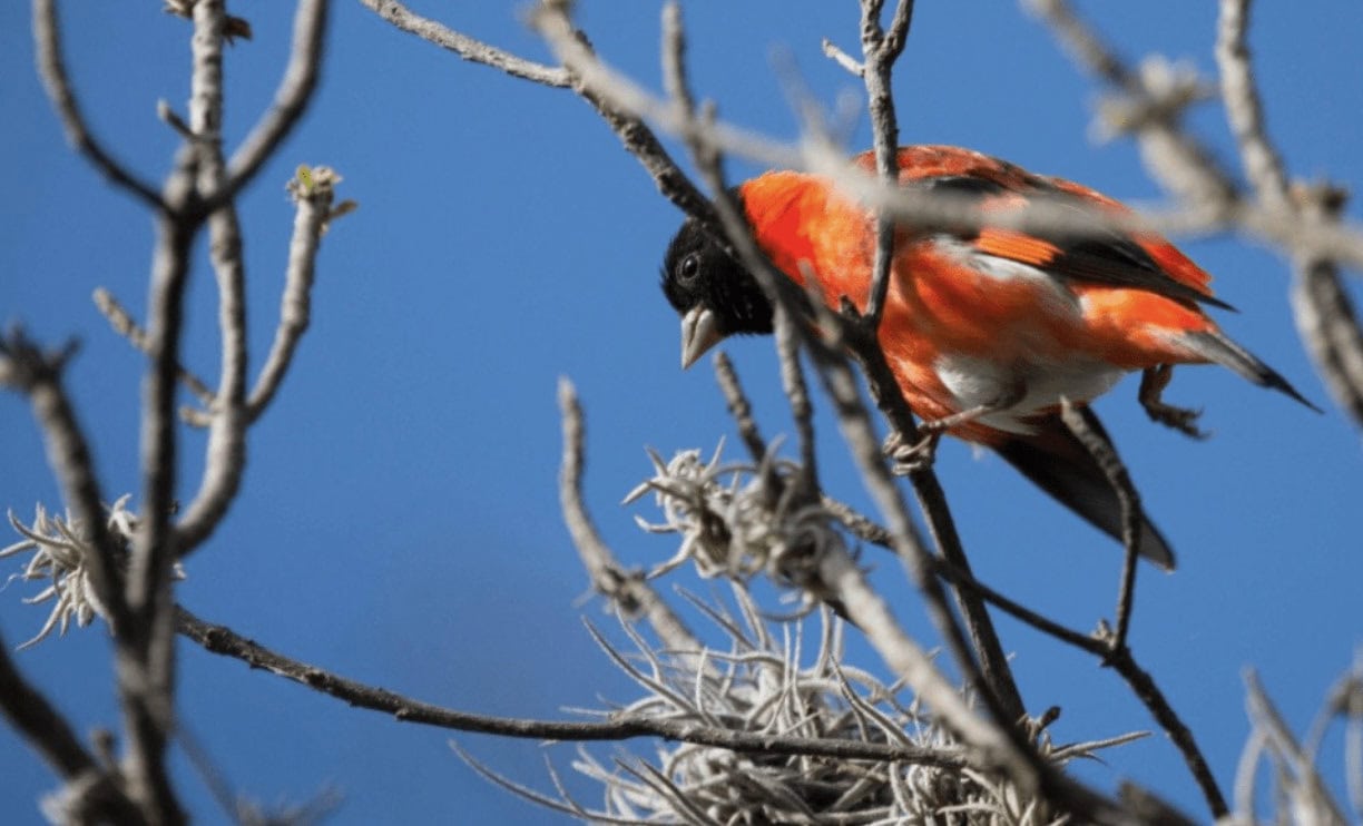 A vibrant red and black bird perches on thin branches against a clear blue sky.