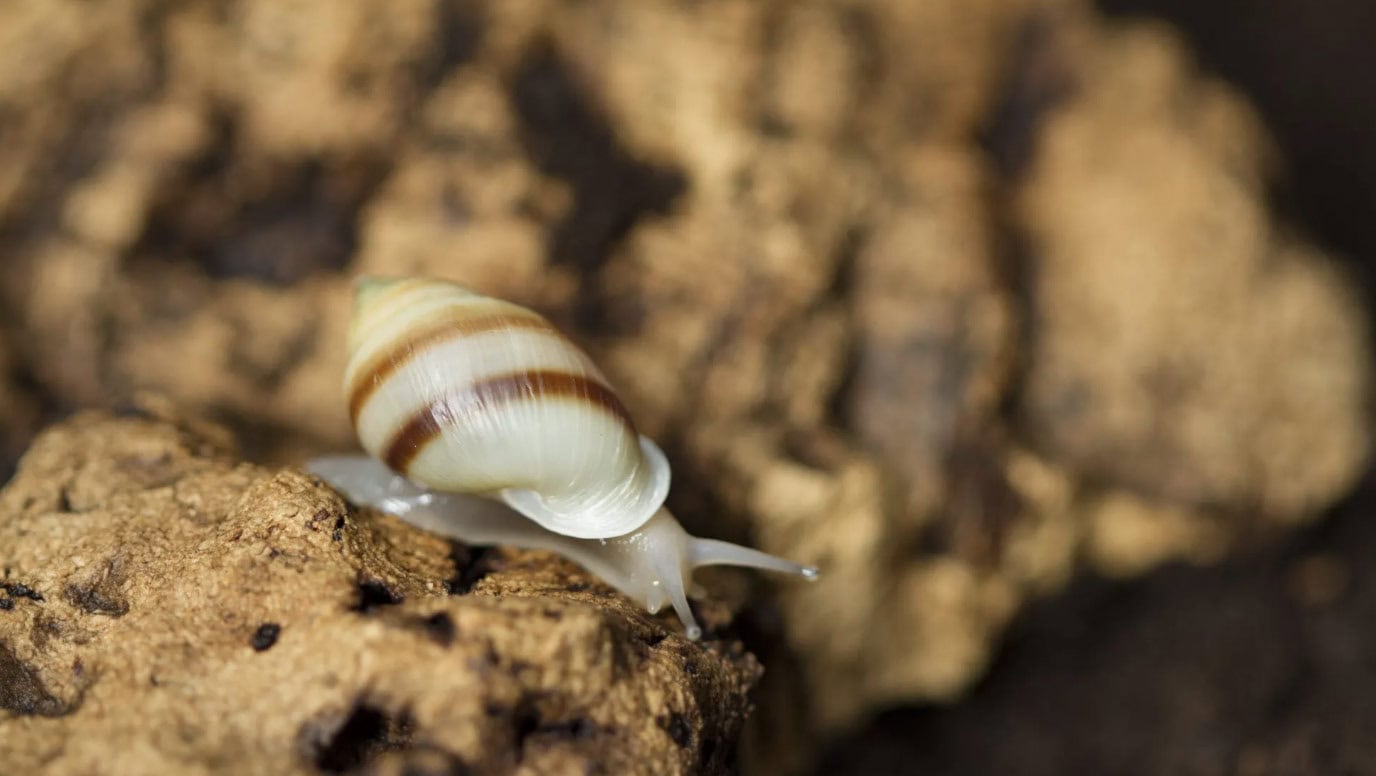 A small snail with a striped shell crawls on a textured surface, likely a piece of wood or bark.