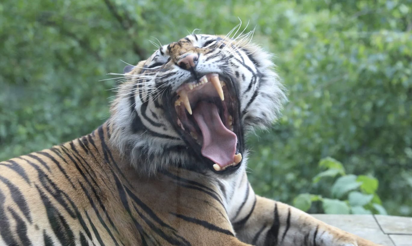 A tiger baring its teeth in a wide yawn, showcasing its sharp canines, against a backdrop of greenery.
