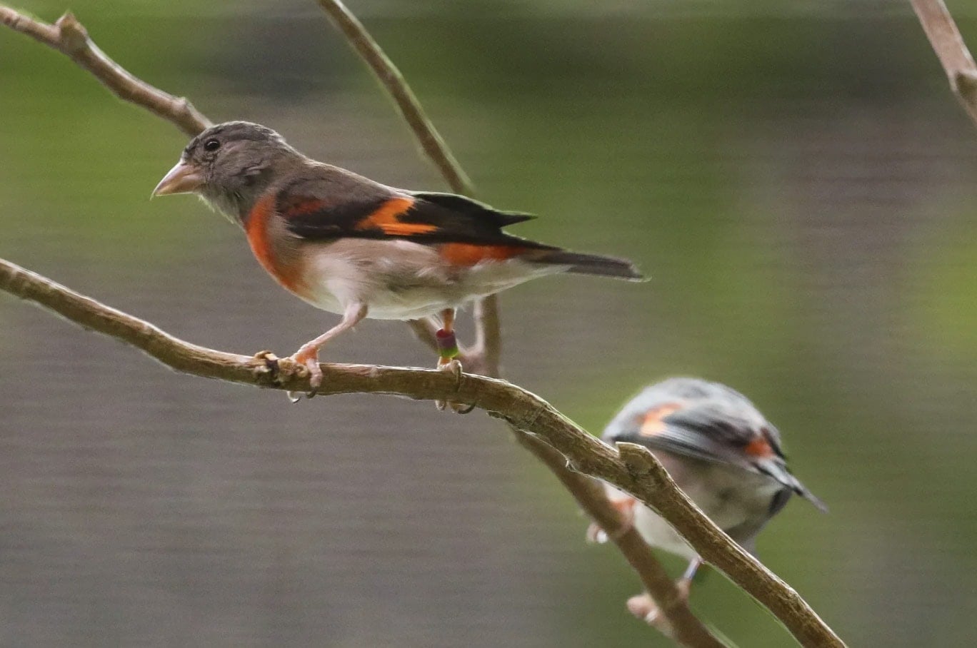 Two colorful birds with red, black, and white plumage perch on thin branches.