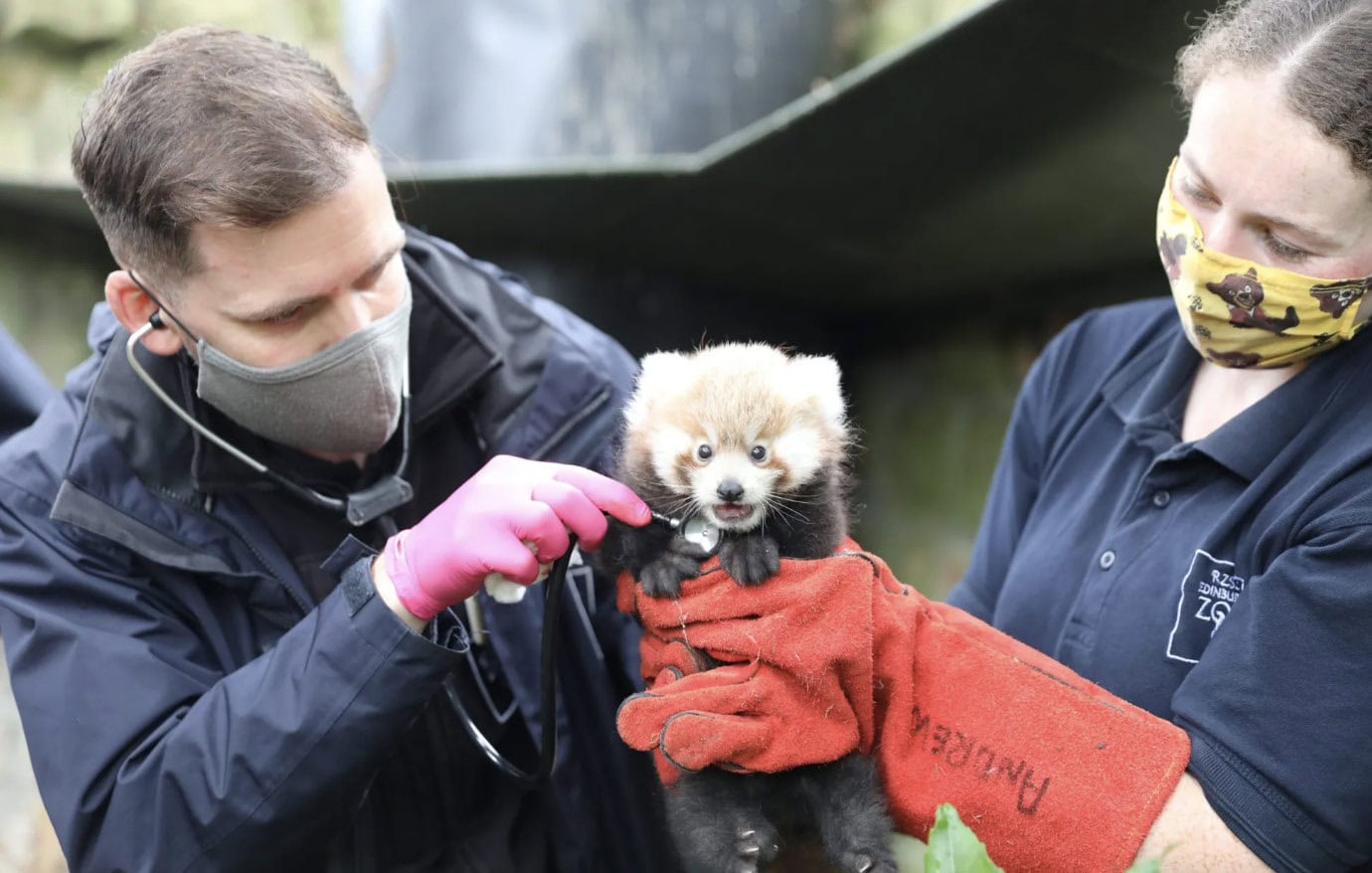 A red panda cub is being examined by two individuals, one of whom is using a stethoscope while the other gently holds the cub with protective gloves. Both individuals are wearing face masks, ensuring the safety of the animal and themselves.
