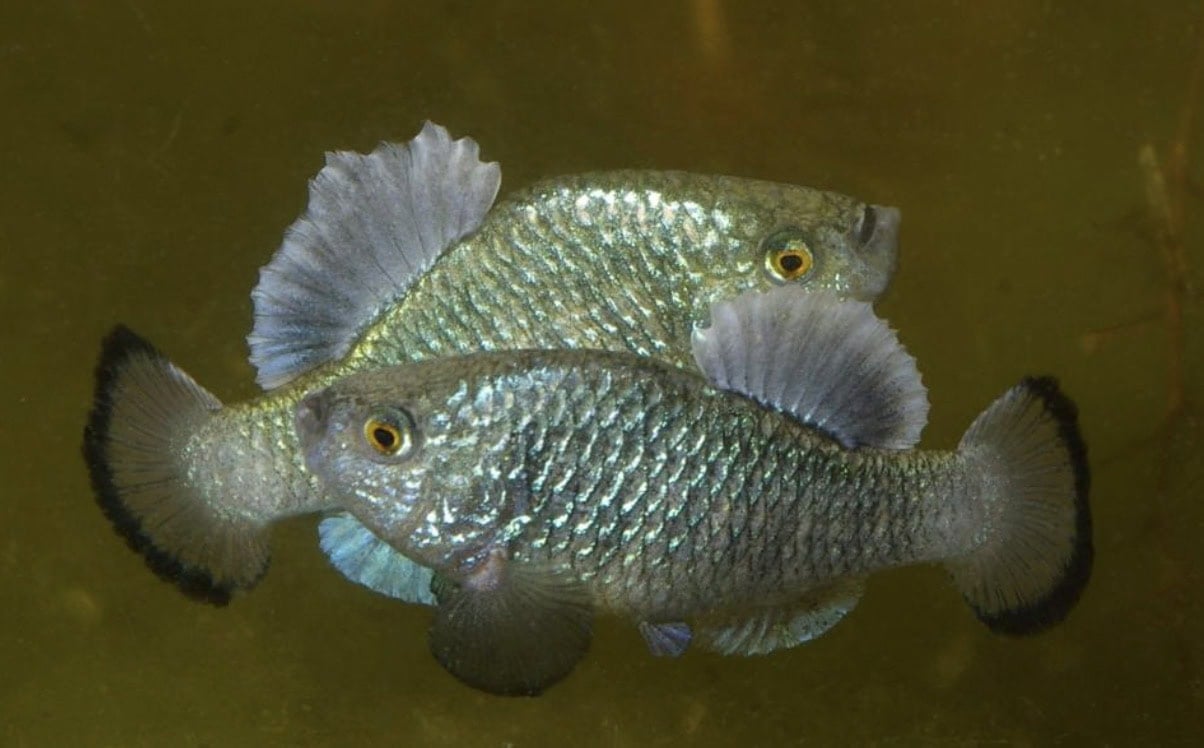 Two silvery, textured fish with rounded fins swim closely together in murky water, displaying detailed scales and golden eyes.