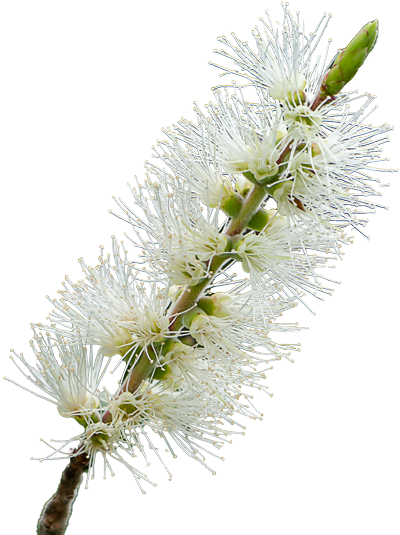 A delicate white bottlebrush flower blooms on a branch, surrounded by lush green foliage.