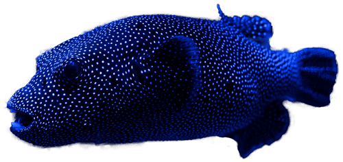 A spotted pufferfish swims gracefully in a deep blue, illuminated underwater setting.
