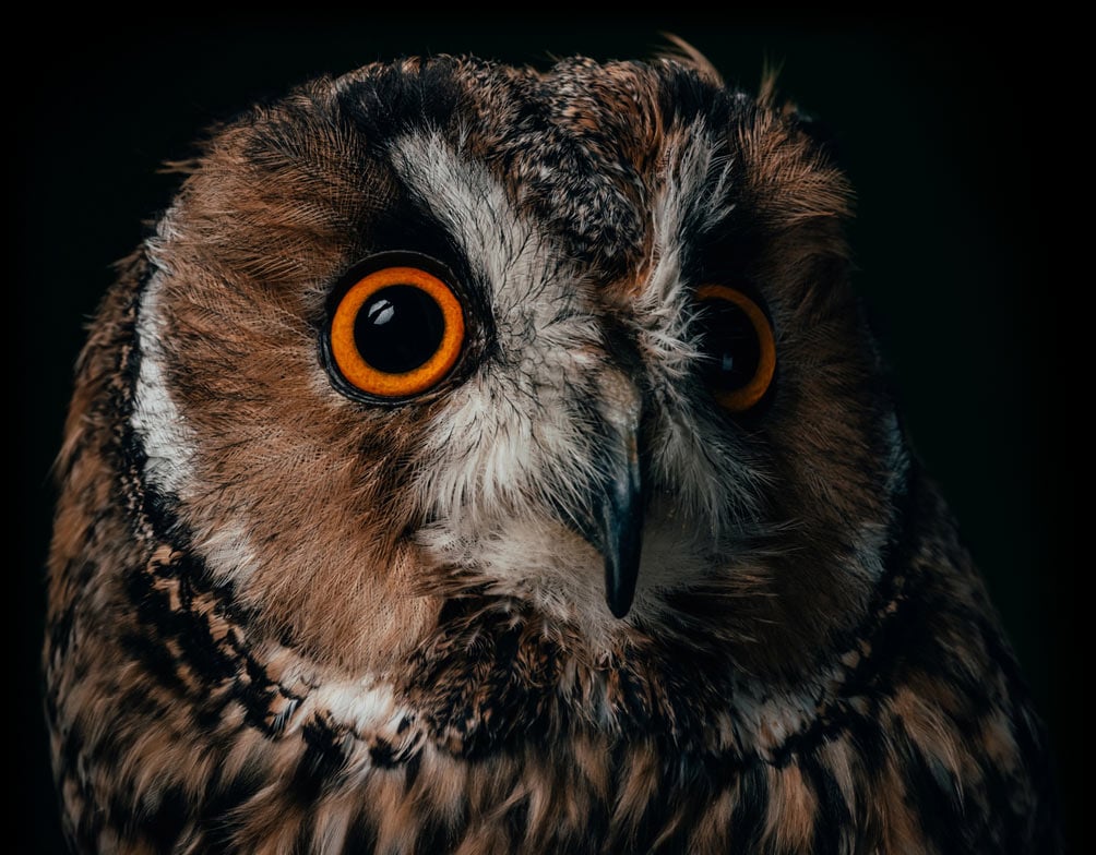 A close-up of a majestic owl with striking orange eyes and intricate brown and white feathers, set against a dark background.