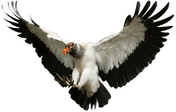 A king vulture in flight with its striking black and white feathers, a colorful orange and red head, and sharp talons extended as it prepares to land on a tree stump, set in a lush green forest.