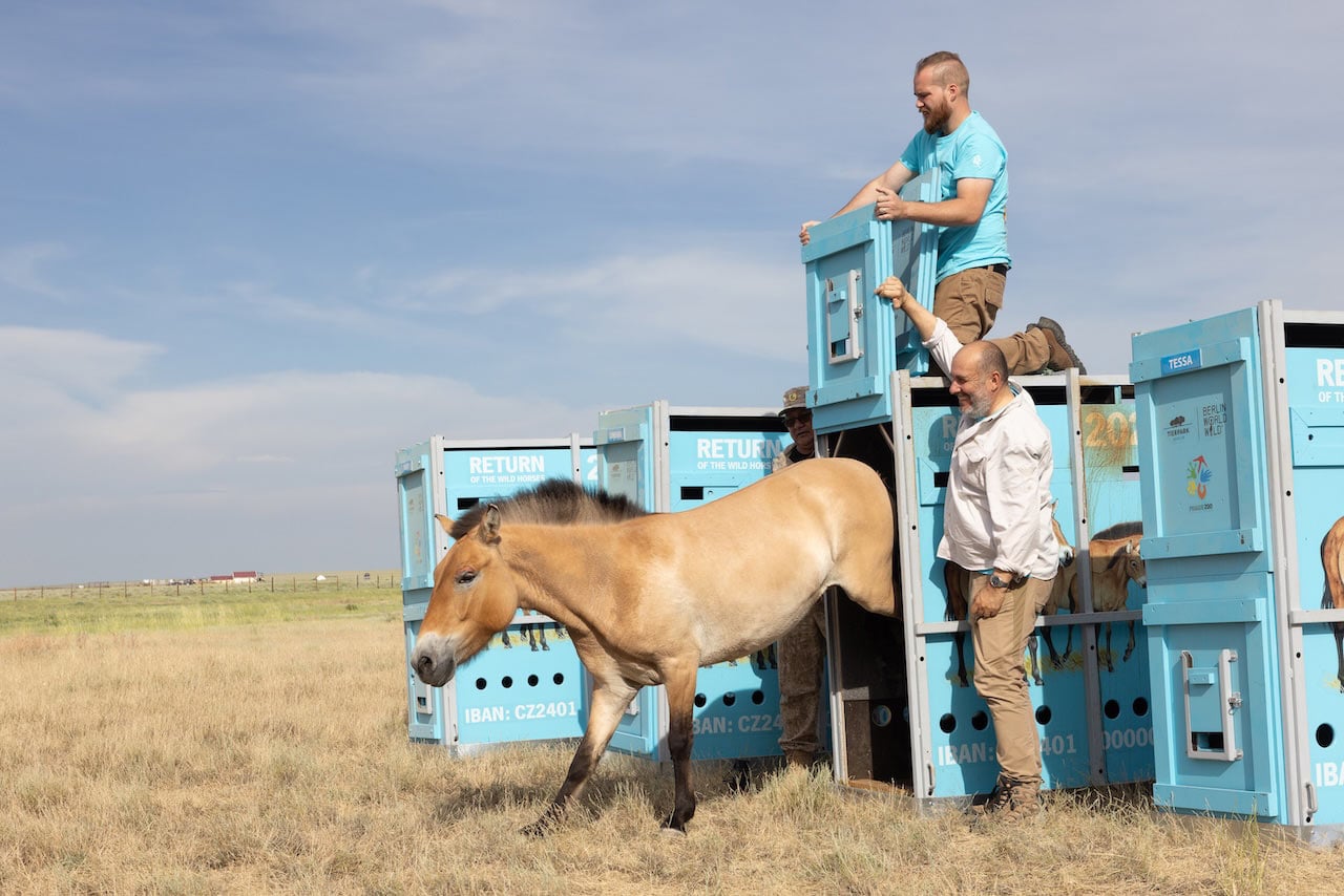 A Przewalski's horse steps out of a blue transport crate labeled "Return of the Wild Horses" onto a grassy plain, assisted by conservationists who are opening the crate doors under a clear sky.