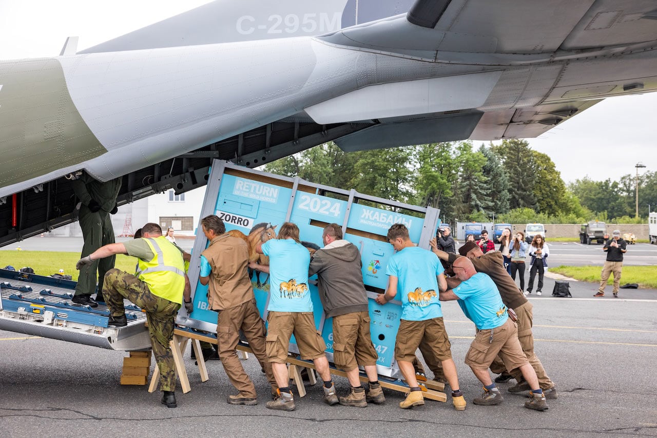 A team of conservationists pushes a blue crate labeled "Return of the Wild Horses" with the name "Zorro" and the year "2024" onto the ramp of a C-295M aircraft, preparing for transportation, while onlookers and photographers document the scene.