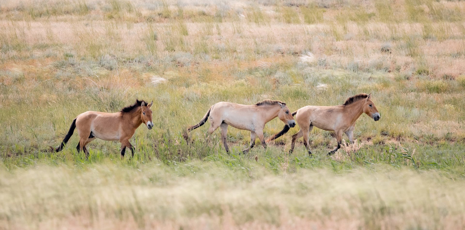 A group of Przewalski's horses roams freely across a vast, grassy steppe, blending beautifully with the natural landscape.