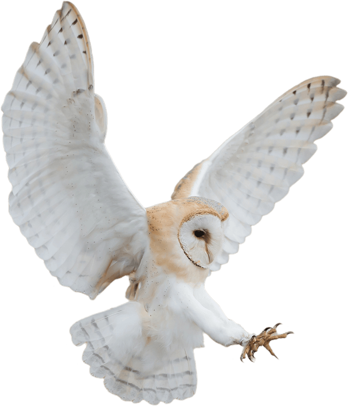 A barn owl gracefully descends with outstretched wings, preparing to land.