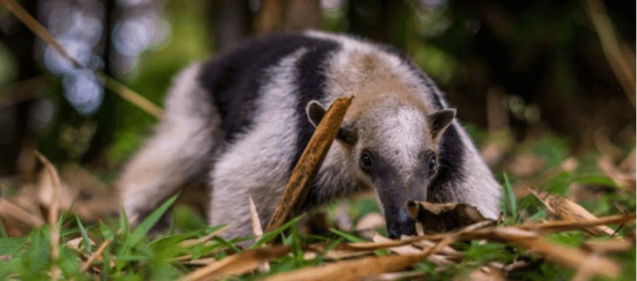 A young anteater, part of the Xenarthra superorder, explores a forest floor covered in green grass and scattered leaves.