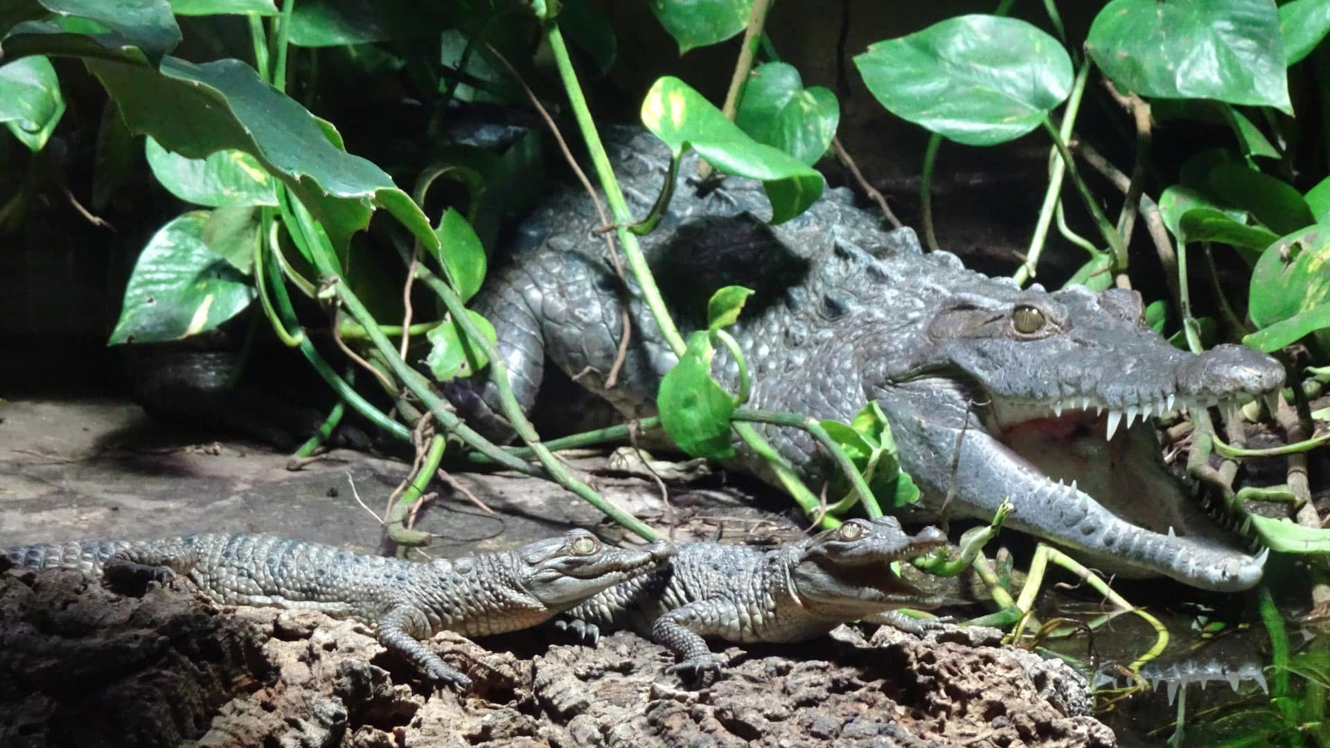 A crocodile with its mouth open rests partly submerged among lush green plants, while two smaller crocodiles lie on a nearby rock in the foreground.
