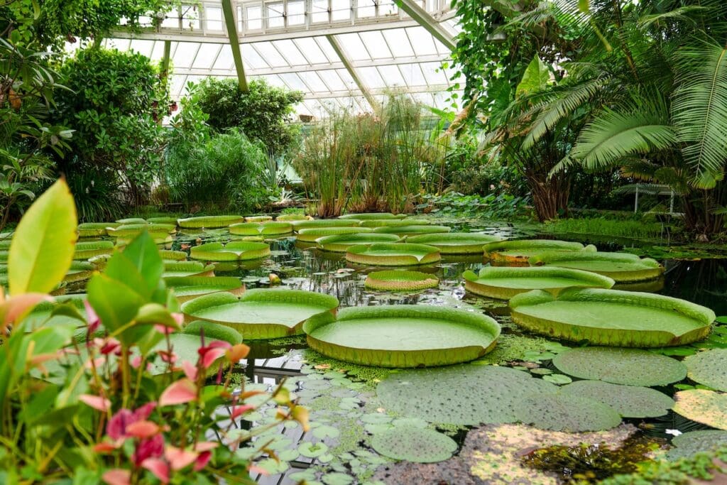 Image of giant lily pads in water within a glass house at a botanic garden