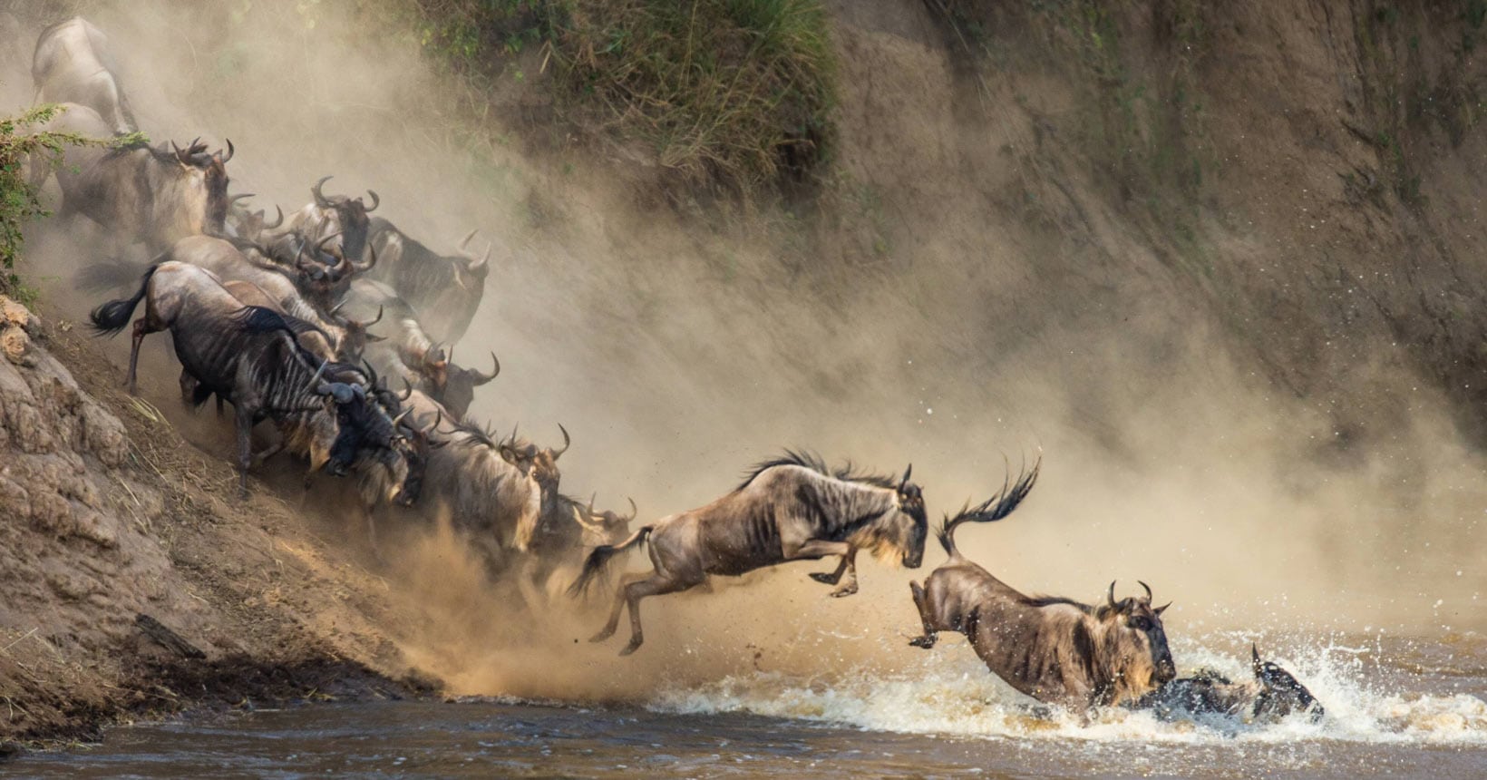 Wildebeests leap into a river during a dramatic migration scene, surrounded by dust and splashes.