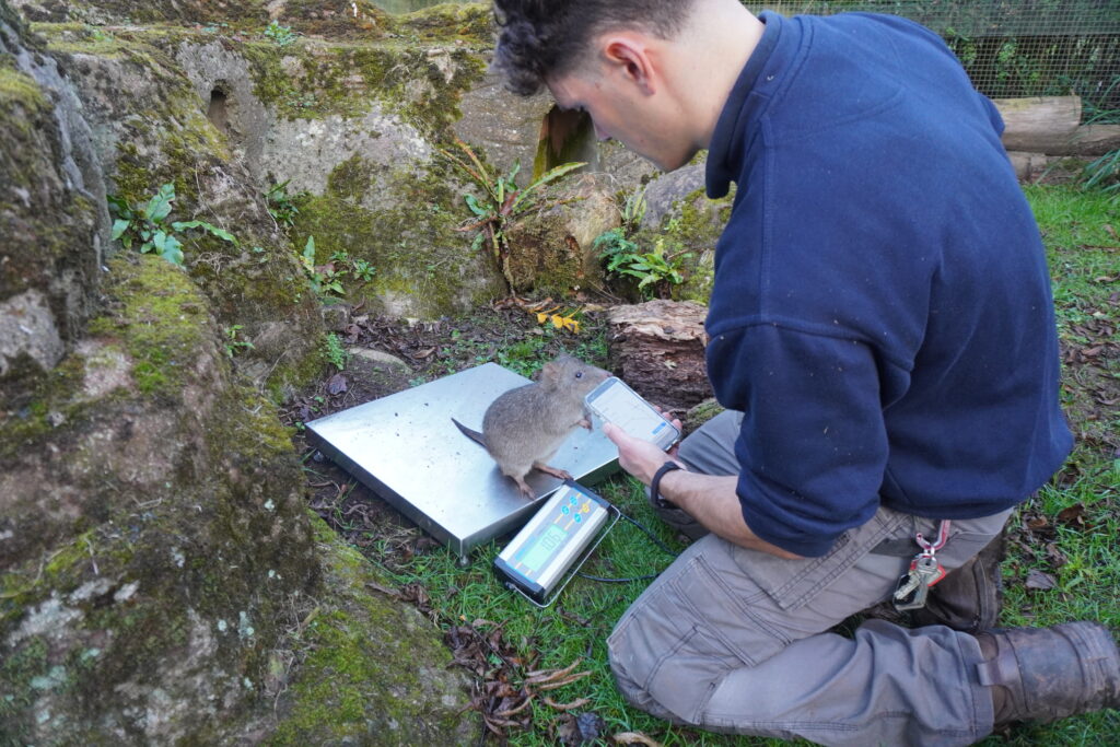 Image of person holding a phone and inputting data on a potoroo standing on a scale.