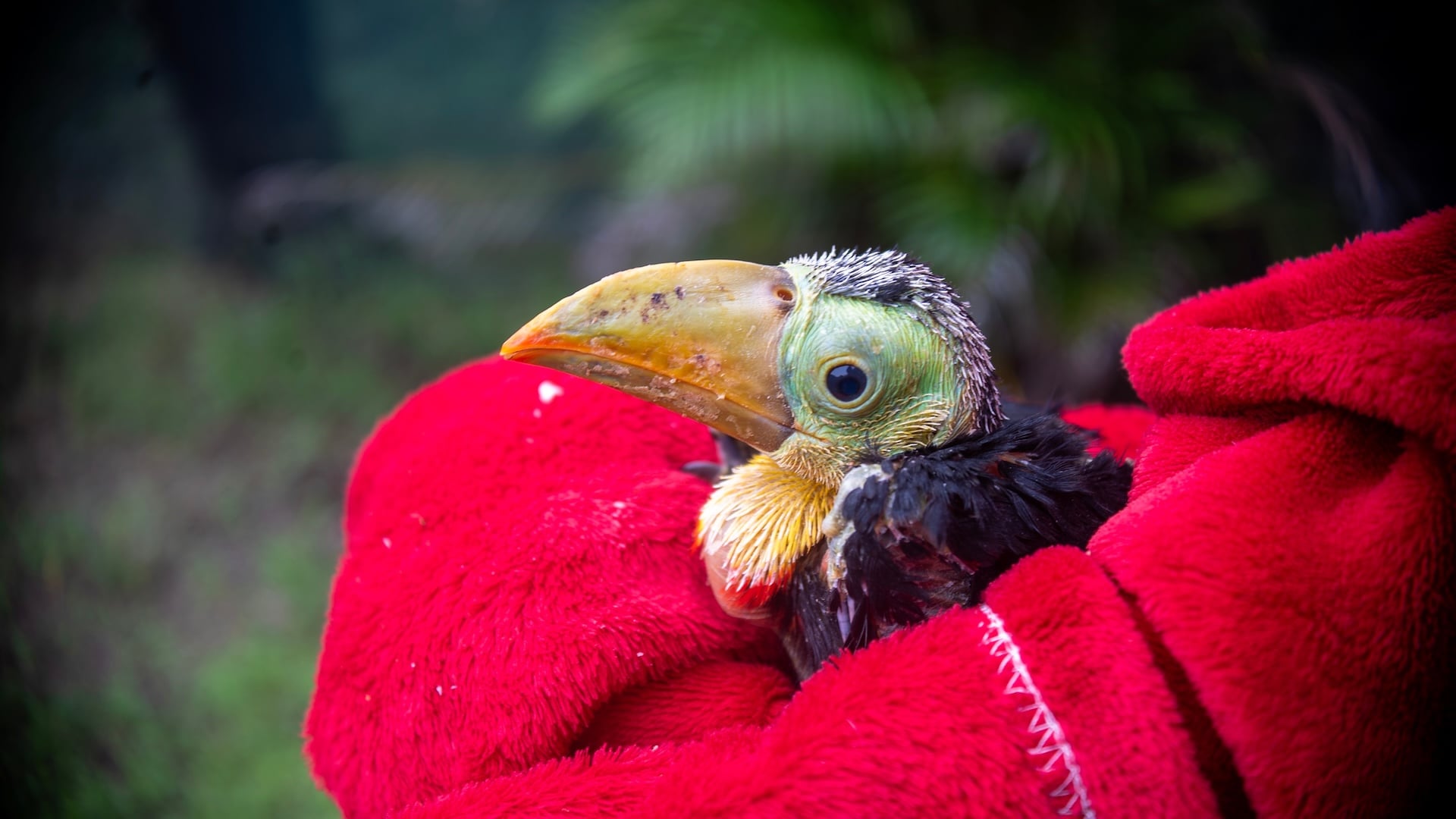 Image of a juvenile toucan that has been rescued
