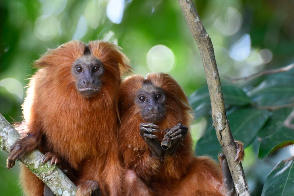 Two golden lion tamarins in the forest in Rio De Janeiro state