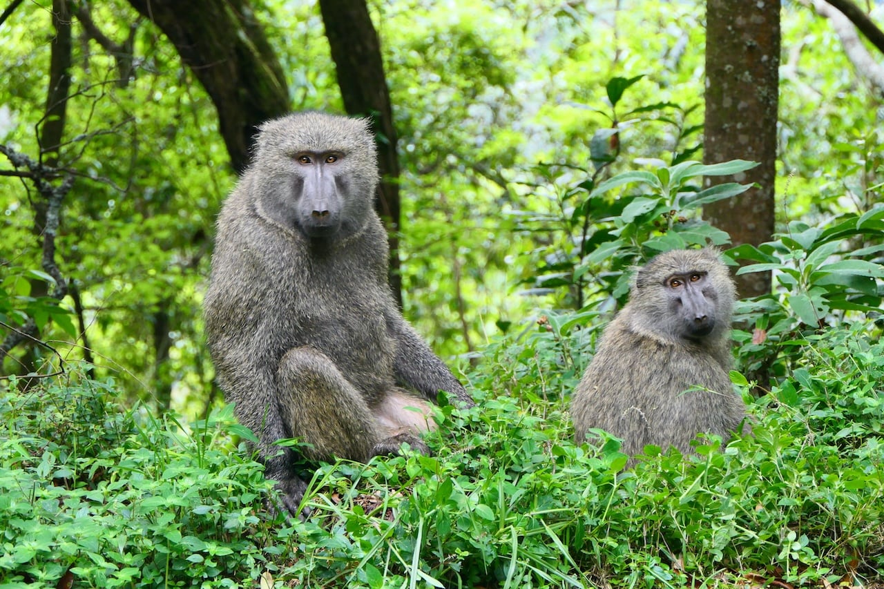 Male and female olive baboon (Papio anubis) in Bwindi Impenetrable Forest