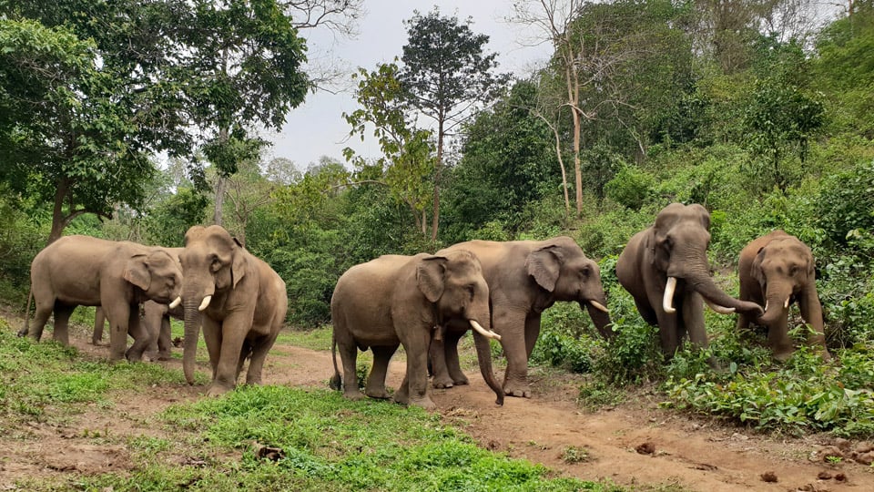 Image of a group of Asian elephants