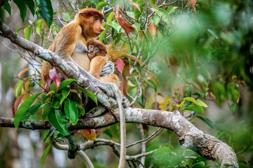 Image of Proboscis monkey female with baby in tree