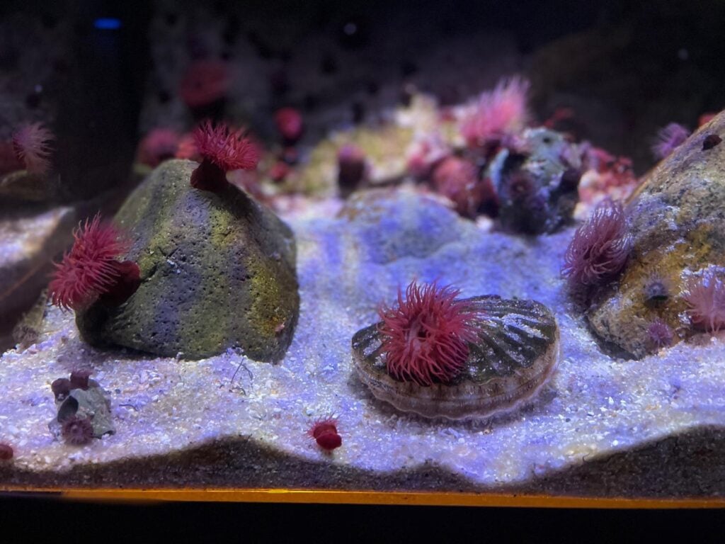 Aquarium