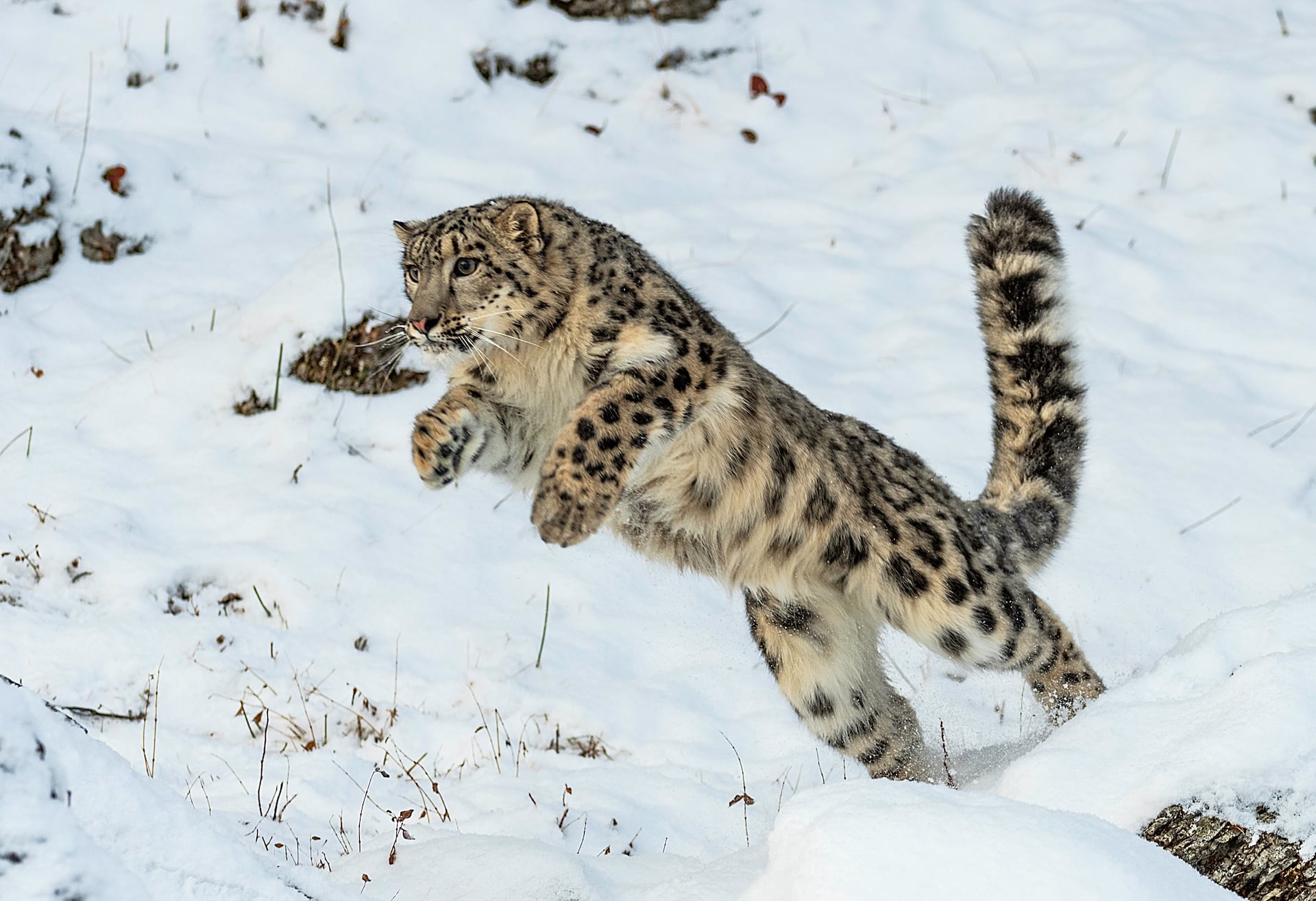 Snow leopard leaping in snow