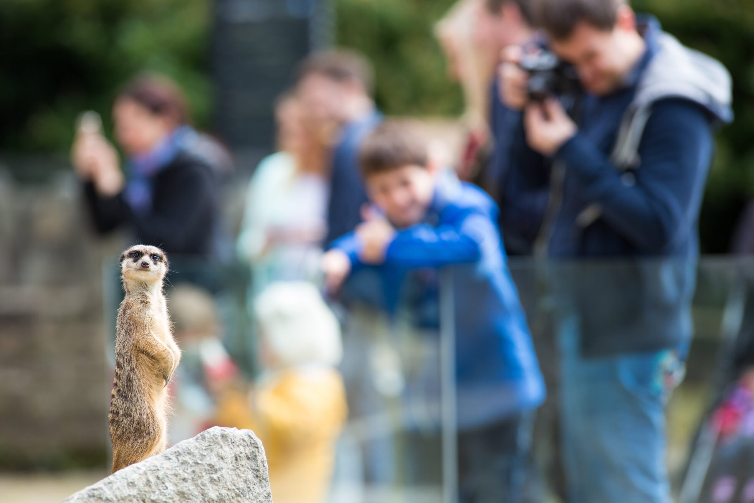 meerket perches on rock in exhibit