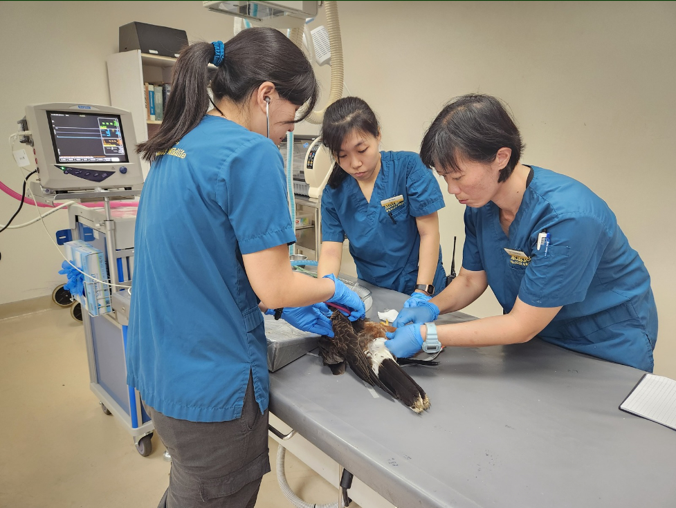 Image of three veterinarians providing medical care for a bird