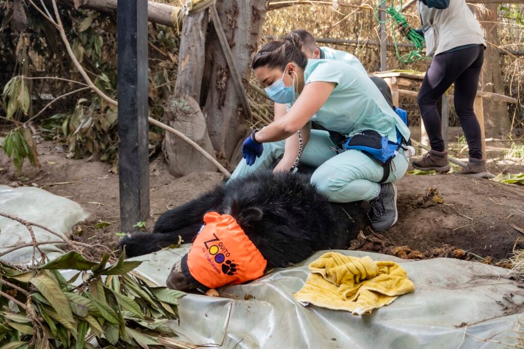 Veterinarian working with a bear