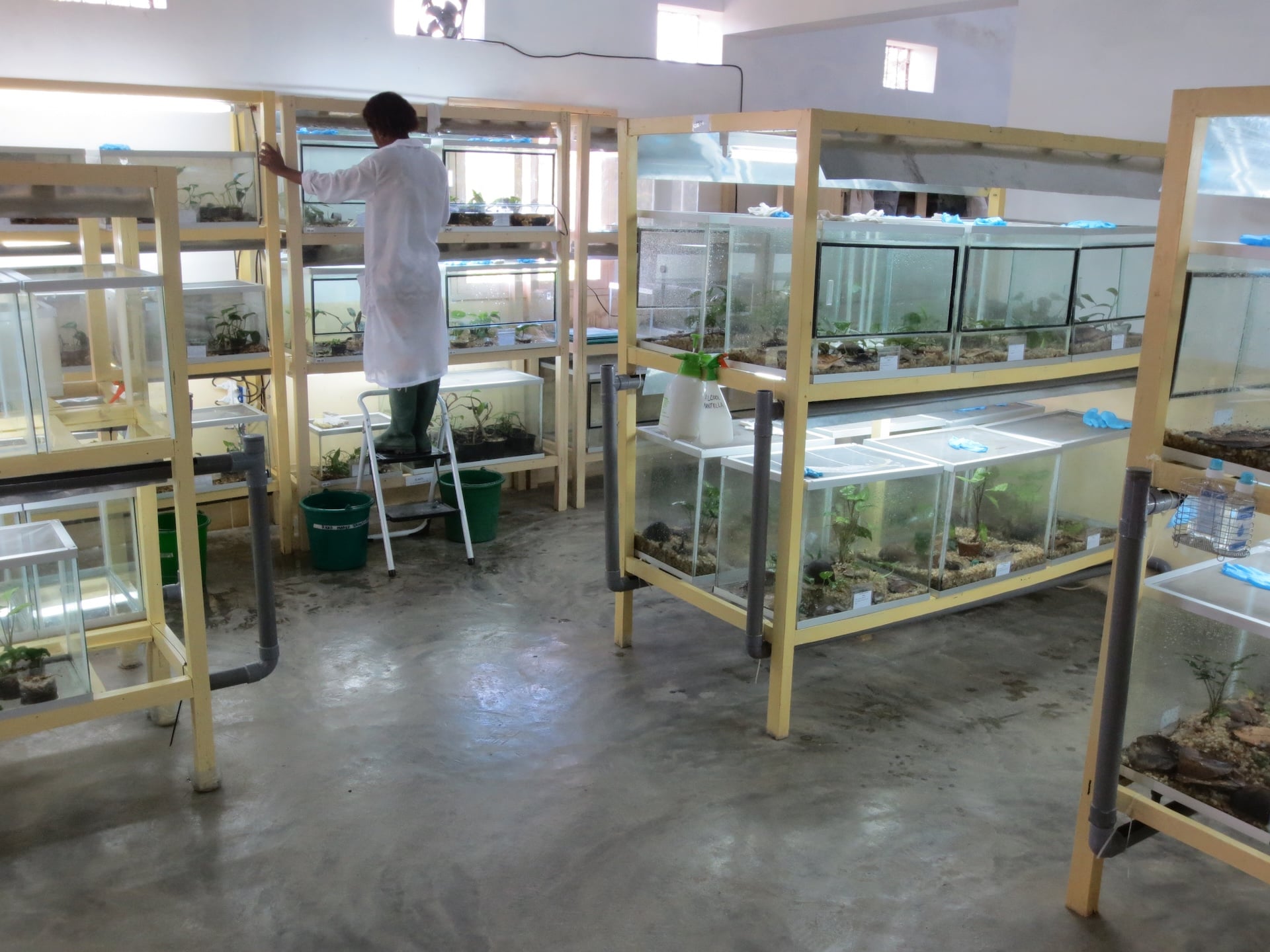 Person working in the Amphibian Survival Assurance Center of Andasibe