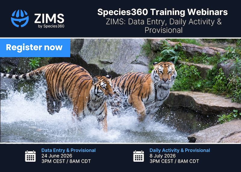 Image of two tigers running in water
