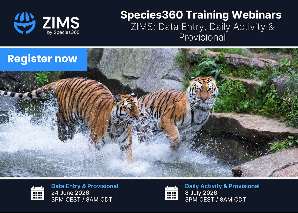 Two tigers running in water