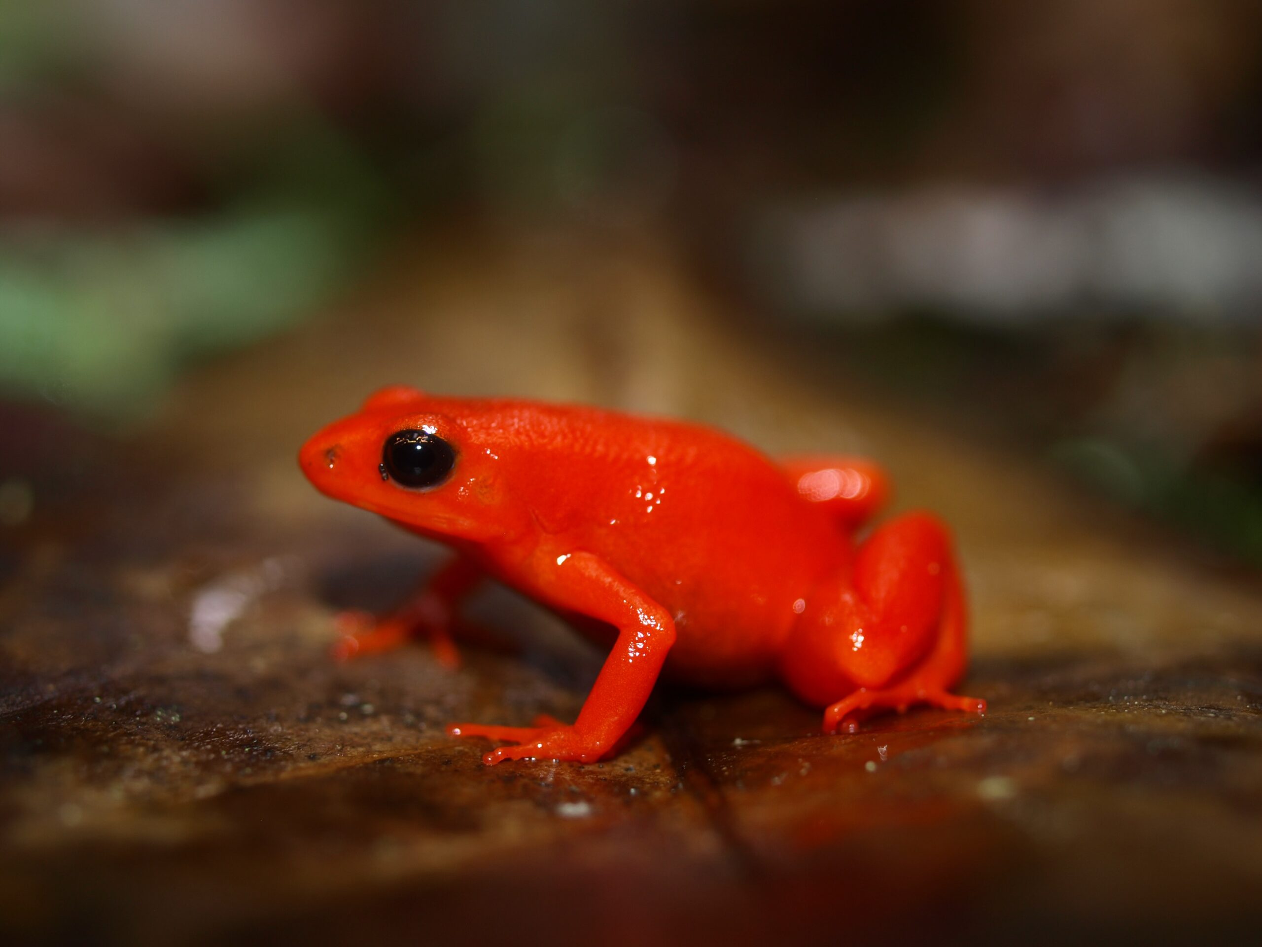 Golden mantella (Mantella aurantiaca)