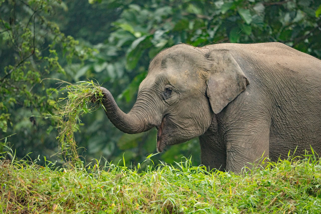 Asian elephant eating grass